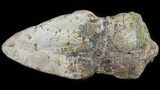 Pachycephalosaurus Claw - North Dakota #46924-1